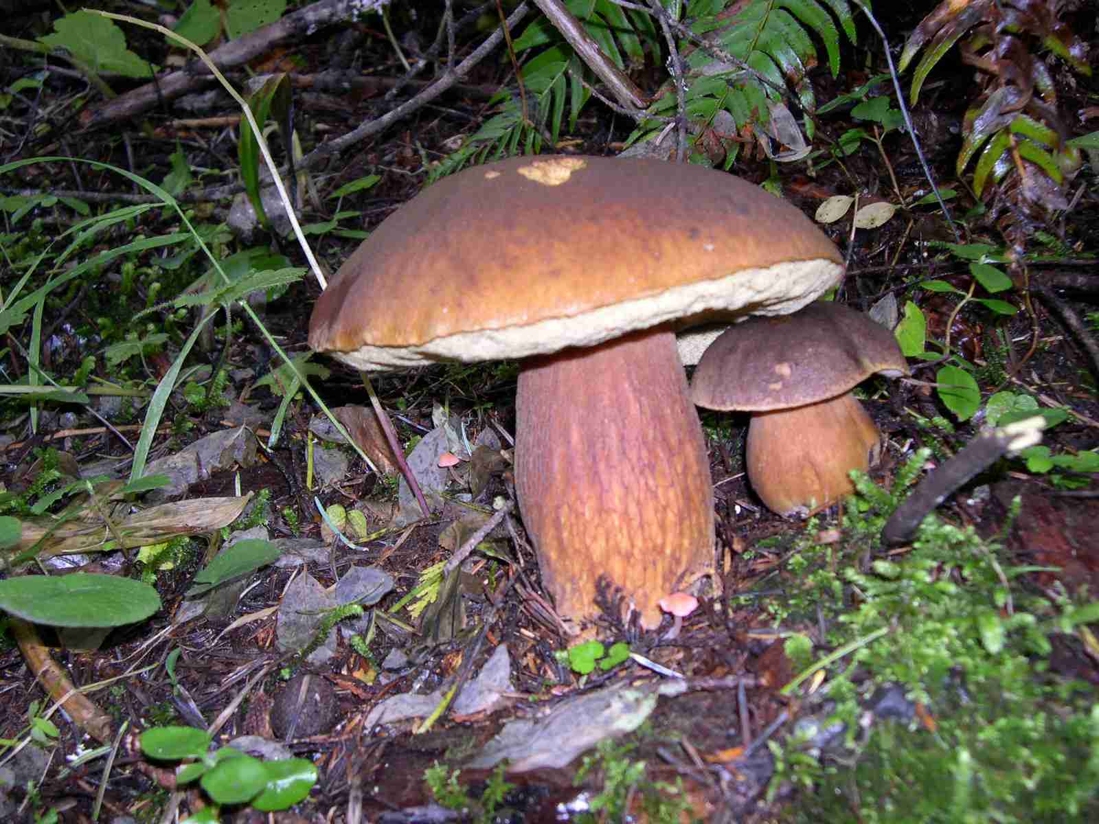  Image name: 18 Porcino.jpg 
 width: 1600 pixel 
 height: 1200 pixel 
 Size: 137075 bytes 
 Click to enlarge 